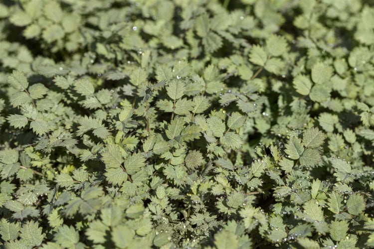 Acaena buchananii, Silberstachelnüsschen, ca. 9x9 cm Topf