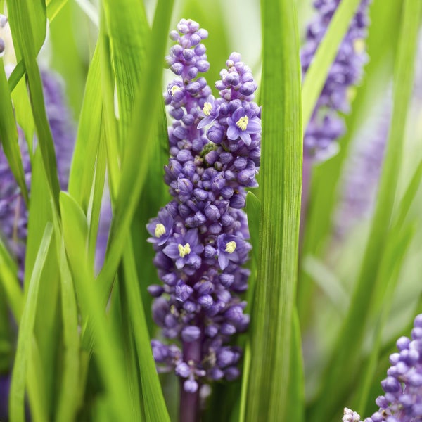 Nahaufnahme einer Muscari-Blume mit grünen Blättern