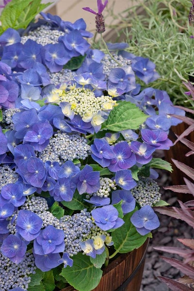 Nahaufnahme einer blauen Hortensienblüte im Garten