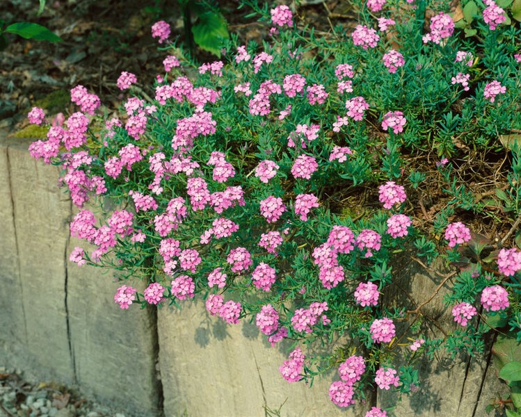 Aethionema armenum 'Warley Rose', Steintäschel, rosa, ca. 9x9 cm Topf