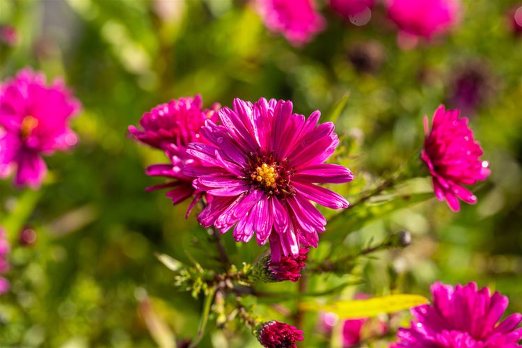 Aster novi-belgii 'Royal Ruby', Glattblatt-Aster, rubinrot, ca. 11x11 cm Topf