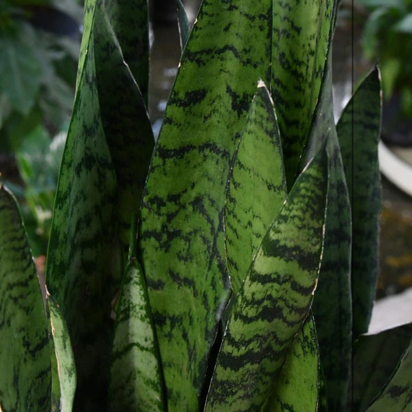 Detailaufnahme einer Zimmerpflanze Sansevieria mit markanten Blattzeichnungen