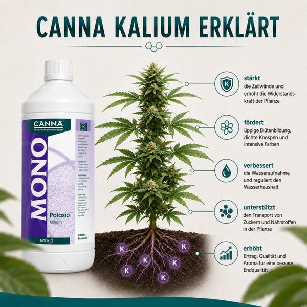 Infografik zur Anwendung von Canna Mono Kalium Dünger mit Erläuterung der Wirkungsweise auf das Pflanzenwachstum und die Blühqualität.