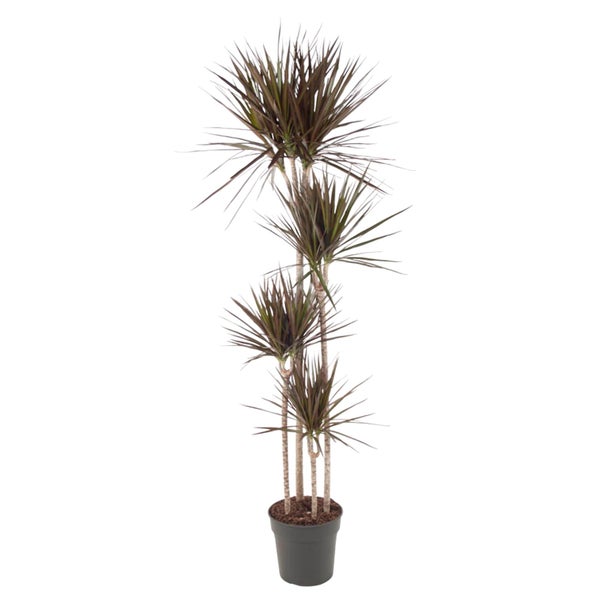 Drachenbaum Magenta – 180 cm - ø27