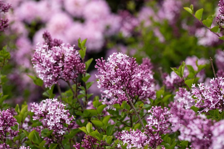 Syringa meyeri 'Palibin', Zwergflieder, lila, 20–30 cm
