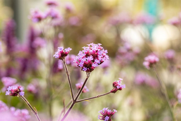 Verbena bonariensis 'Lollipop', Eisenkraut, violett, ca. 9x9 cm Topf