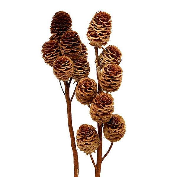 Dekorativer Zweig mit Zapfen