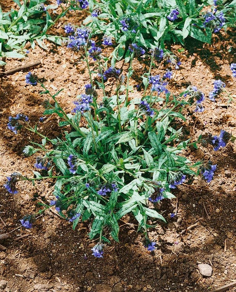 Pulmonaria longifolia, Lungenkraut, silbrig gefleckt, ca. 9x9 cm Topf