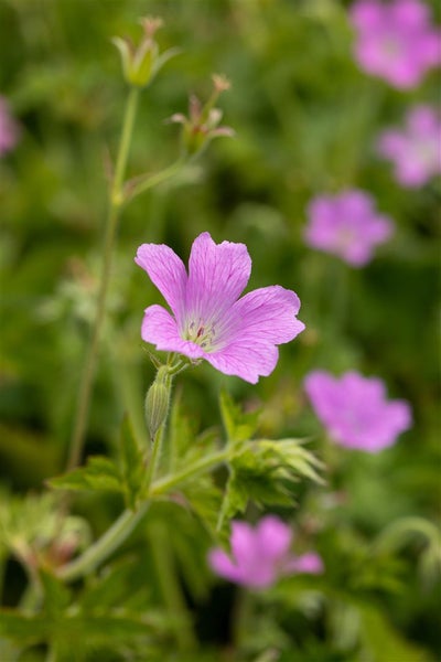 Geranium x oxonianum 'Rose Clair', Storchschnabel, rosa, ca. 9x9 cm Topf