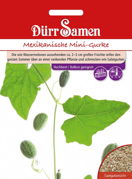 Dürr Samen Mexikanische Mini-Gurke Samentüte mit Abbildung der rankenden Pflanze, den Früchten und einer Detailansicht der Samen.