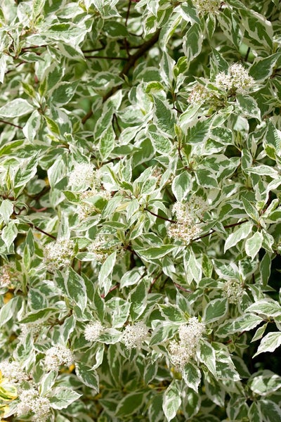 Cornus alba 'Elegantissima', Weißer Hartriegel, 100–125 cm