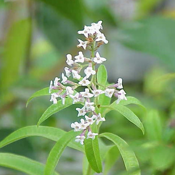 Nahaufnahme der Zitronenstrauchpflanze mit Blüten