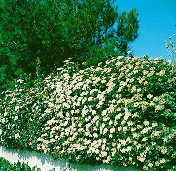 Viburnum tinus, Lorbeer-Schneeball, immergrün, 30–40 cm