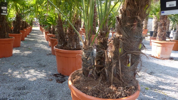 mehrstämmig Trachycarpus Fortunei Palme Palmengruppe, winterhart 200 cm