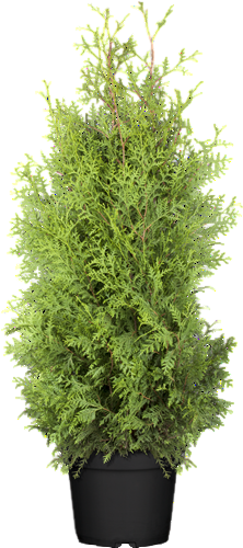 Thuja occidentalis 'Brabant', Lebensbaum, 120–140 cm