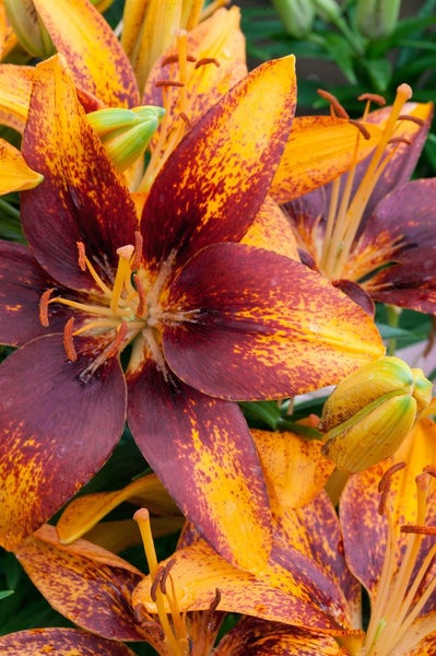 Nahaufnahme einer Lilienblüte mit mehrfarbigen Blütenblättern