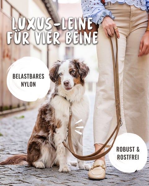 Luxuriöse Hundeleine aus belastbarem Nylon, robust und rostfrei, an einem Hund im Freien.