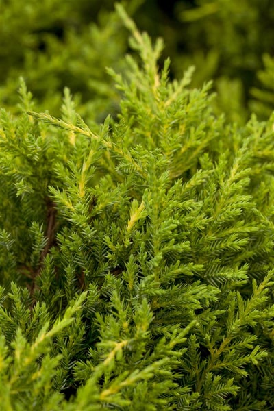 Juniperus media 'Goldkissen', gelbgrün, 25–30 cm