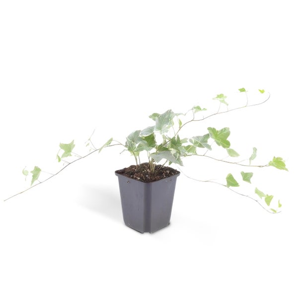 Bodendecker - Efeu - Hedera helix 'Glacier' - 9cm Topf - Set mit 12 Pflanzen