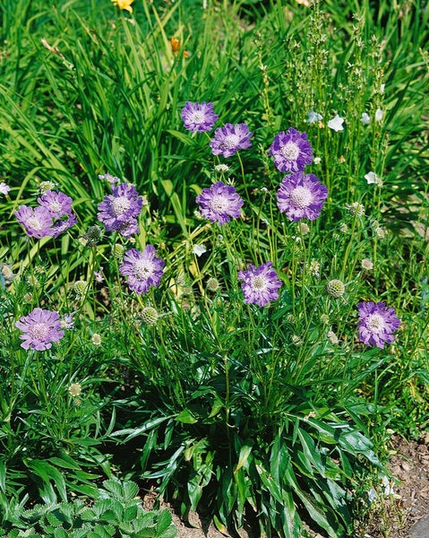 Scabiosa caucasica 'Clive Greaves', Skabiose, blau, ca. 9x9 cm Topf