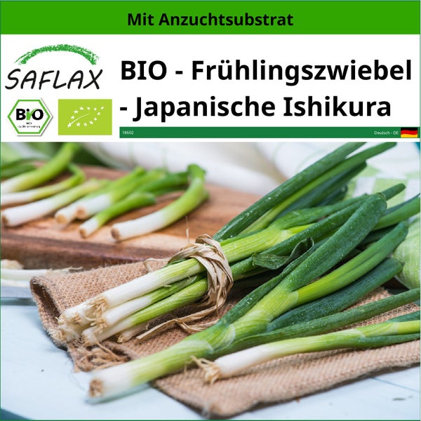 SAFLAX  - BIO - Frühlingszwiebel - Japanische Ishikura - Allium fistulosum - 150 Samen - Mit keimfreiem Anzuchtsubstrat