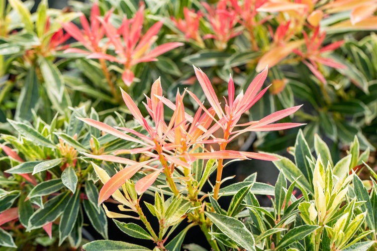 Pieris japonica 'Flaming Silver', Japanische Lavendelheide, 30–40 cm