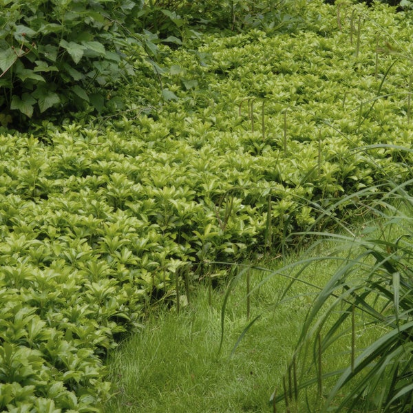 Bodendecker Schattengrün Dickmännchen Pachysandra term. 'Green Carpet' 9cm Topf 40 Pflanzen