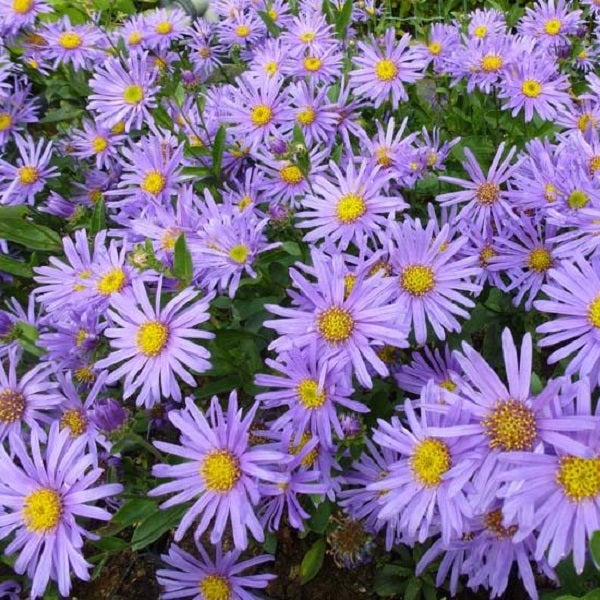 Nahaufnahme von violetten Raublatt-Astern mit gelben Blütenkörben.