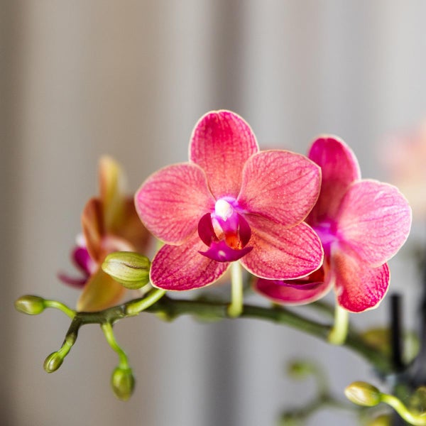 Kolibri Orchids COMBI DEAL von 4 roten Phalaenopsis Orchideen Kongo Topfgröße 9cm blühende Zimmerpflanze frisch vom Züchter
