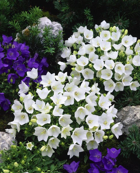 Campanula carpatica 'Weiße Clips', Glockenblume, weiß, ca. 9x9 cm Topf