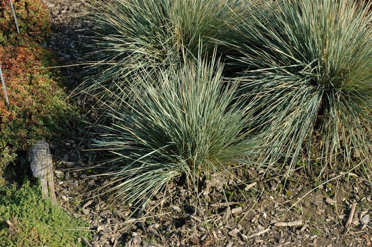 Helictotrichon sempervirens 'Saphirsprudel', Blaustrahlhafer, ca. 9x9 cm Topf