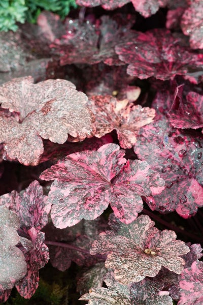 Heuchera micrantha 'Midnight Rose', Purpurglöckchen, rosa, 2 Liter Topf