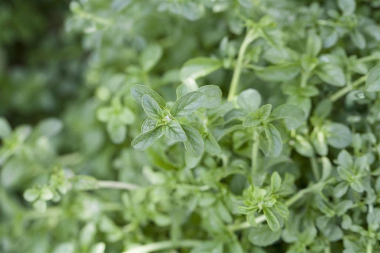 Mentha pulegium, Polei-Minze, aromatisch, ca. 9x9 cm Topf