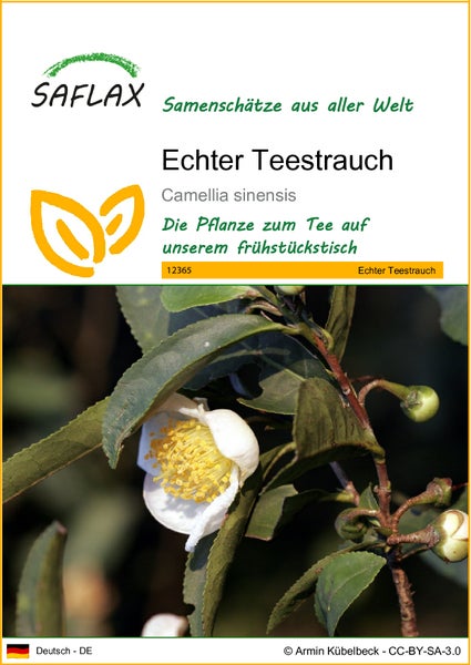 SAFLAX  - Echter Teestrauch - Camellia sinensis - 6 Samen