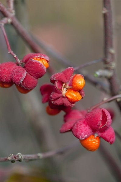 Euonymus europaeus, Pfaffenhütchen, 60–100 cm