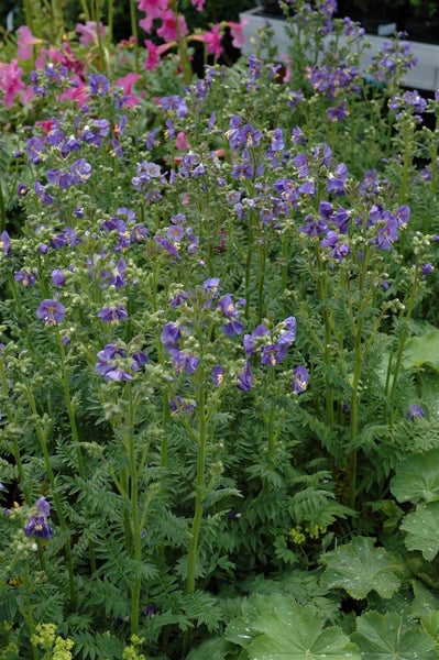 Polemonium caeruleum, Jakobsleiter, blau, ca. 9x9 cm Topf