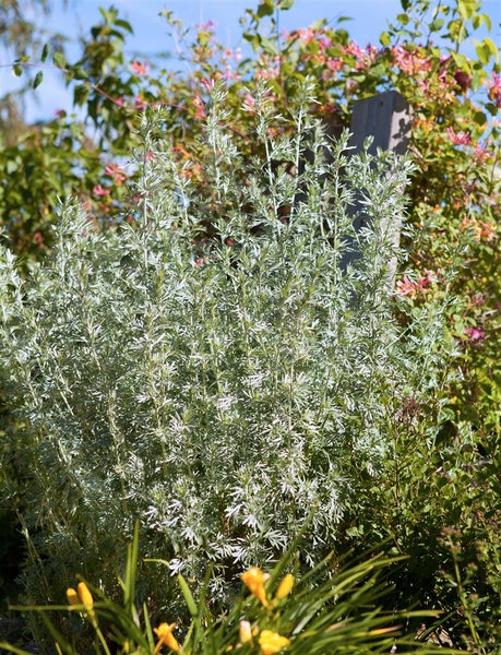 Artemisia vulgaris, Beifuß, ca. 9x9 cm Topf