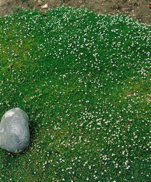 Sagina subulata, Sternmoos, immergrün, ca. 9x9 cm Topf