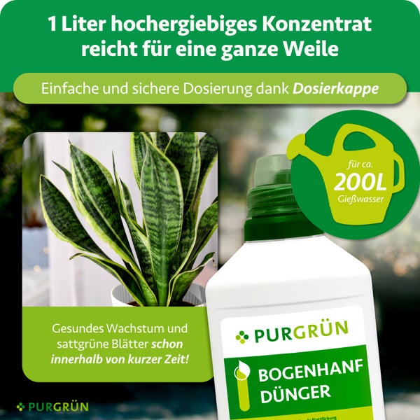 Purgrün Bogenhanf Dünger, 1 Liter Konzentrat für circa 200 Liter Gießwasser, mit Dosierkappe, neben einer Pflanze. Purgrün Logo.