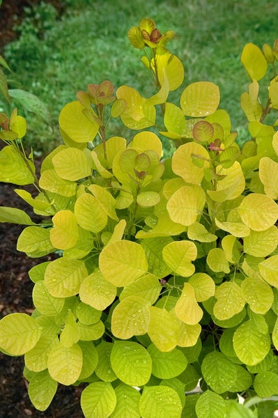 Cotinus coggygria 'Golden Spirit', Perückenstrauch, goldgelb, 40–60 cm