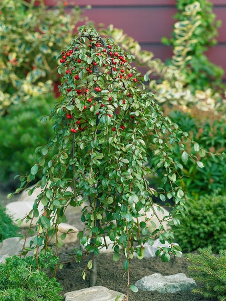 Cotoneaster dammeri 'Radicans', Teppichmispel, immergrün, ca. 9x9 cm Topf
