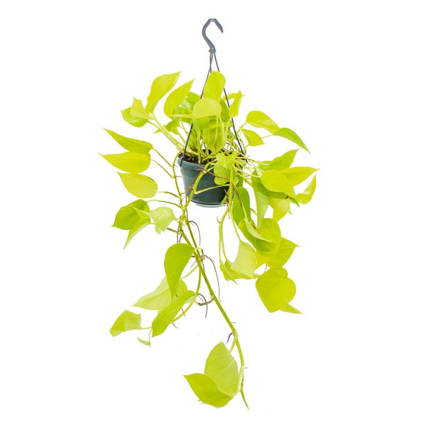 Zimmerpflanze zum Hängen leuchtende Efeutute Epipremnum Golden Pothos Scindapsus 14cm Ampeltopf