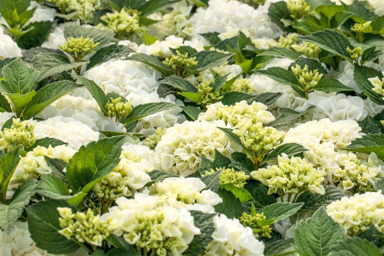 Hydrangea macrophylla 'Bianco', Hortensie, weiß, 40–60 cm