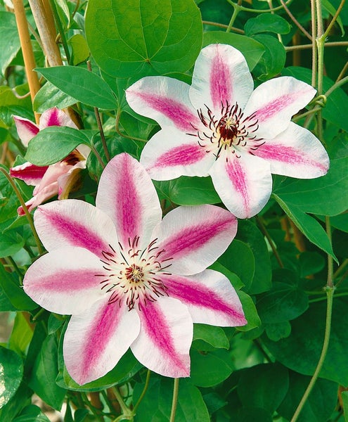 Clematis 'Souv. du Capitaine Thuilleaux', rosa-weiß, 60–100 cm