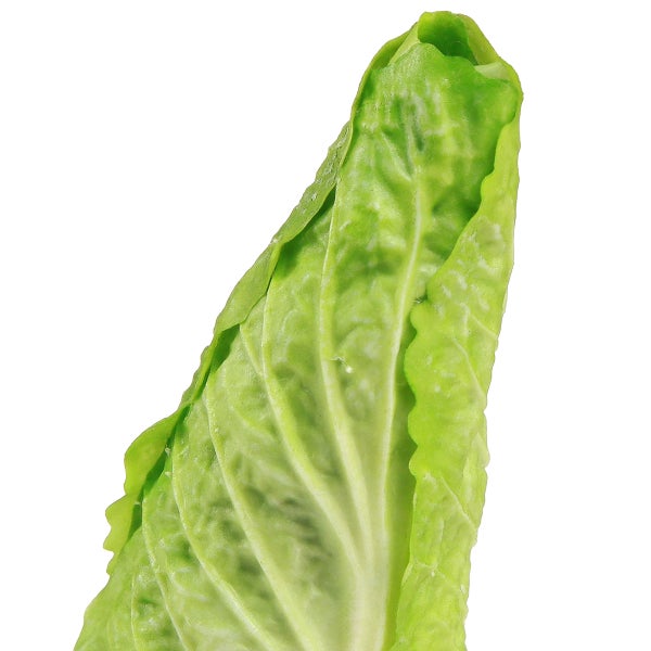 Chinakohlkopf Nahaufnahme