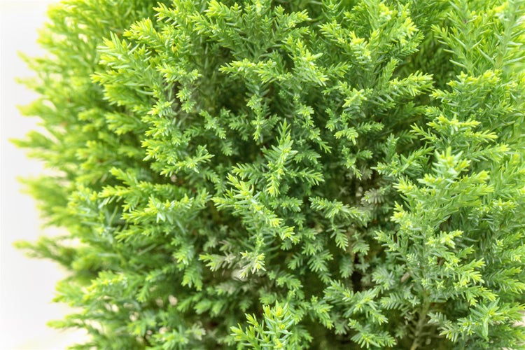 Chamaecyparis lawsoniana 'Ellwood's Gold', gelbgrün, 20–30 cm