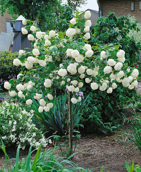 Viburnum opulus 'Roseum', Schneeball, weiße Blüten, 125–150 cm