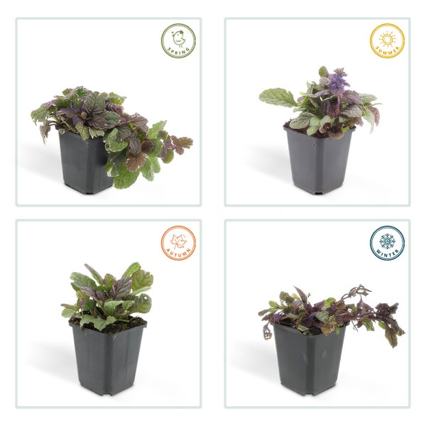 Bodendecker - Kriechender Günsel - Ajuga reptans 'Burgundy Glow' - 9cm Topf - Set mit 12 Pflanzen