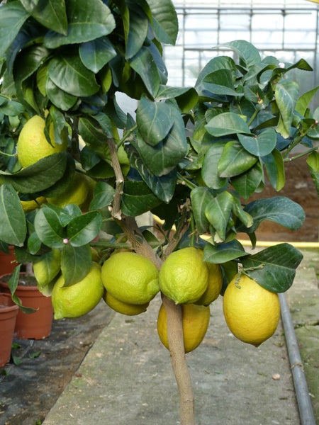 Grünwaren: echter Zitronenbaum 70 - 100 cm Zitrone Citrus Limon Zitruspflanze