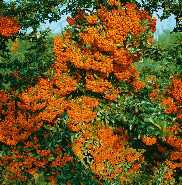 Pyracantha 'Orange Glow', Feuerdorn, orange Beeren, 80–100 cm